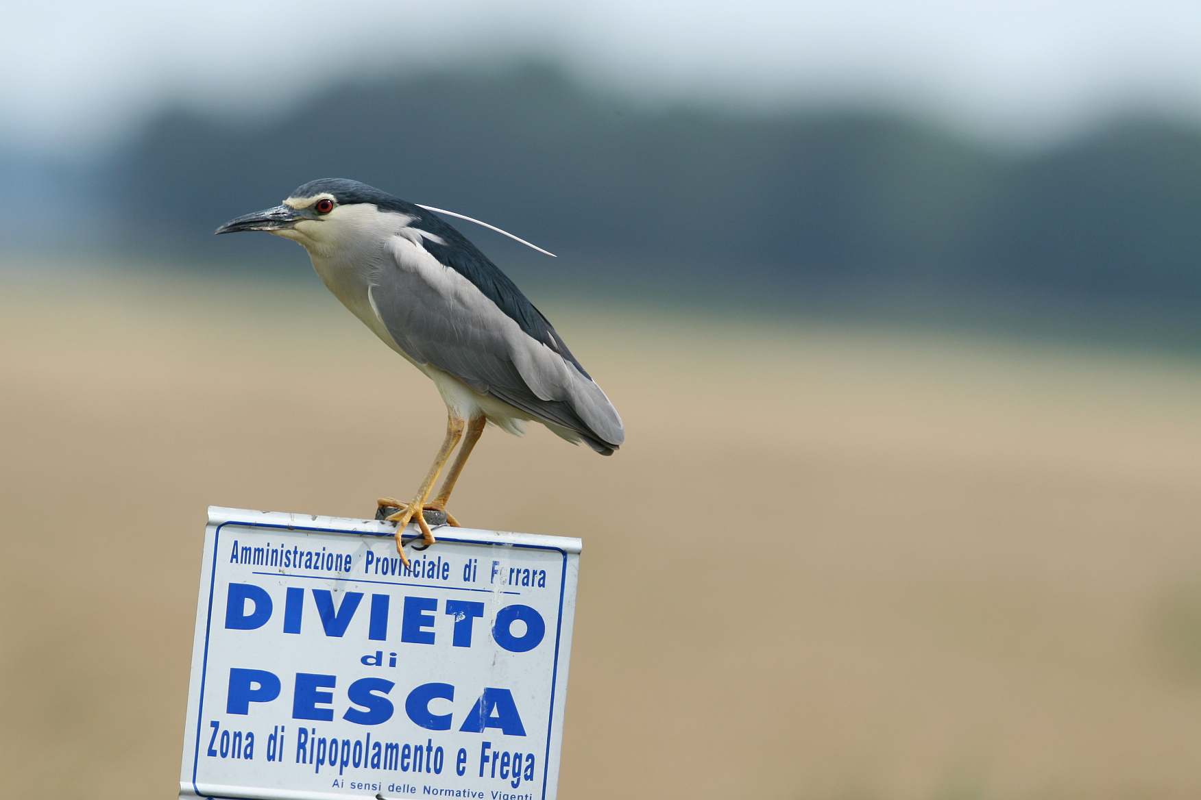 Nitticora in caccia